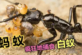 群居的蚂蚁冒着被反咬一口的风险疯狂地捕食白蚁视频封面