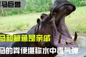 河马和鲸鱼是亲戚，河马的粪便堪称水中毒气弹，河马其实不会游泳