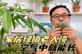 神奇的老人须，不用水培不用土，随意一挂就能活，装点家居小能手视频封面