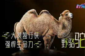 大漠之王，秒杀百万越野车，比大熊猫珍贵，全世界仅剩不到1000头视频封面