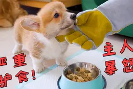 面对小柯基的严重护食，主人暴怒出手，结果大快人心！视频封面