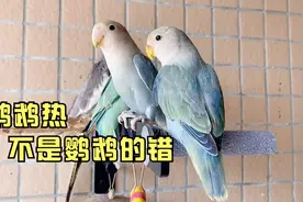 鹦鹉热，不是鹦鹉的错，别错怪鹦鹉了视频封面