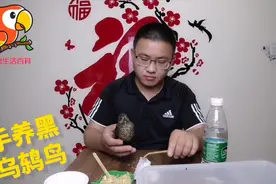花鸟市场100元买回来两只黑乌鸫幼鸟，在家里手养长得也很水灵