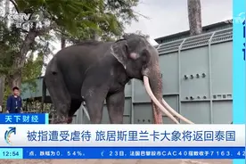 被指遭受虐待 旅居斯里兰卡大象将返回泰国视频封面