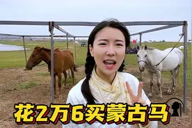 蒙古族不吃马肉却爱养马?汉子花2w6买蒙古马,旅游收入都得靠它？视频封面