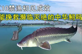 长江10年禁渔初见成效，江豚已经回归，还发现了300斤野生中华鲟视频封面