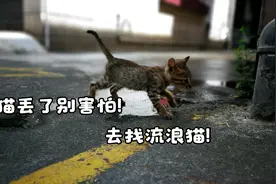 顶级找猫攻略之求助流浪猫视频封面