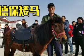 汉中大叔15000元买德保矮马，过年古镇供小孩骑行挣钱，生意怎样视频封面