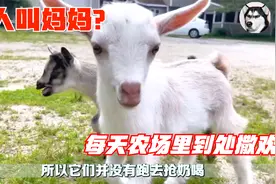 出生小羊看到人就叫妈妈，跟着领头羊四处撒欢，可爱模样太治愈了视频封面
