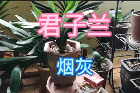 烟灰可以当君子兰肥料吗，认真看完这段视频，你就明白了视频封面