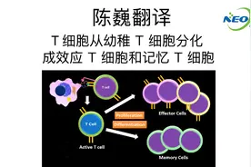 【陈巍翻译】T细胞从幼稚T细胞分化成效应T细胞和记忆T细胞.mp4视频封面