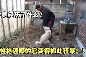 本来性格温顺的狗子，为何会突然变得狂暴，见谁咬谁！！视频封面