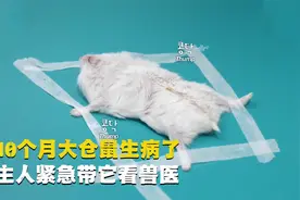 你见过照X光片的仓鼠吗？那些宠物医院少见的“病人们”，萌死了视频封面