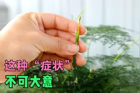 文竹嫩芽出现这种“症状”，赶紧管住手，别错下去了视频封面