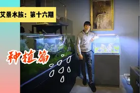 60缸 石景 清爽自然风格 --“种植篇" 水草造景的诞生视频封面