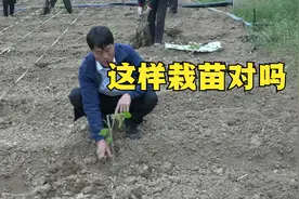 老余手把手教你如何栽无花果苗，掌握2个小技巧，果实长满枝头！视频封面