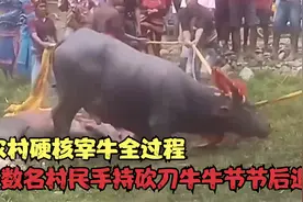 农村硬核宰牛全过程，数名村民手持砍刀，牛牛被吓得节节后退！视频封面