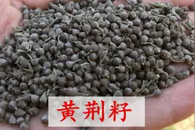 黄荆籽对失眠有帮助，很多人喜欢用它装枕头，你觉得怎么样？视频封面