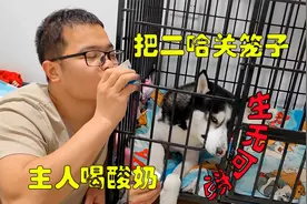 主人把狗狗骗进笼子，自己却躲在笼子外面喝酸奶，二哈都快气哭了视频封面