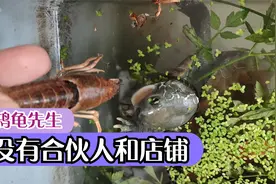 鸫龟先生开网店卖乌龟了？都是假的！没有合伙人和店铺，谨防受骗视频封面