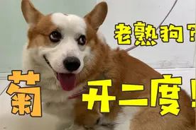 菊开二度！柯基吃骨头又卡住了，边走边拉惨遭二次爆菊视频封面