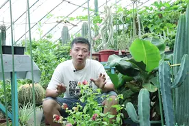 香蕉北方不能种？掌握好“诀窍”，盆栽也能结果，挂满黄色小香蕉视频封面