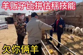内蒙羊贩子来同行家收羊，50斤公羔给750不卖，最后决定羊换羊视频封面