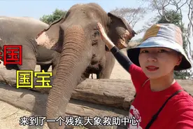 来泰国一定要体验的特色，小姐姐被大象亲到害羞，太长见识了视频封面