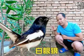 遇见喜鹊第21天，小吉祥被训的样子，像受了委屈小孩一样，太逗了视频封面