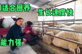 新品种肉羊，致富好品种，长肉快产仔多，大家来欣赏了解下视频封面