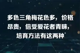 多色三角梅花色多，价格昂贵，倍受爱花者青睐，培育方法有这两种视频封面