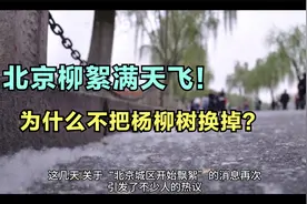 北京柳絮满天飞！为什么不把杨柳树换掉？