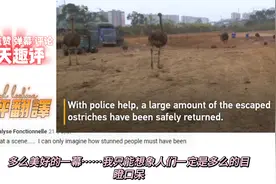 油管：一群鸵鸟在中国夜晚道路上狂奔 海外网友笑了 他们如此可爱视频封面