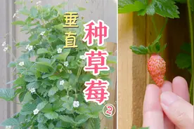 垂直种草莓 之 经验分享：如何浇水施肥，以及优缺点视频封面