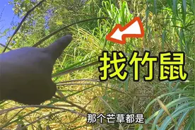 鱼有鱼道鼠有鼠路？小钟分享如何寻找竹鼠，茅草堆里一找一个准视频封面