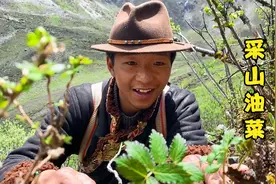虫草没找到，采点山油菜回去炒腊肉也不错视频封面