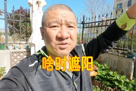 青岛一楼小院绣球花，什么时间“遮阳”？园艺人往年经验分享视频封面