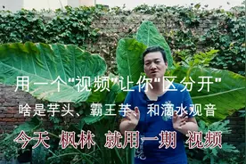 用一个“视频”让你“区分开”啥是芋头、霸王芋、和滴水观音
