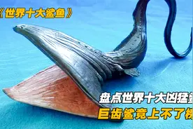 盘点世界上最凶猛的十大鲨鱼，巨齿鲨连榜都上不了，第一出人意料视频封面