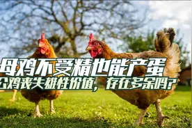 母鸡不受精也能产蛋，公鸡丧失雄性价值？公鸡的存在多余吗？视频封面