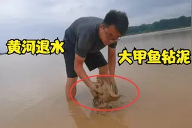 黄河退水后，大甲鱼在泥里钻来钻去，小伙一把抓出来视频封面