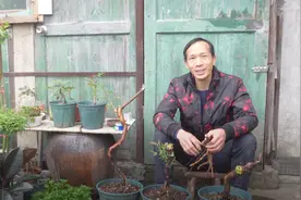 下山的蔷薇老桩这样处理，生根快，成活率高视频封面