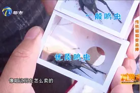 鸣虫上市季节，销售火爆人气旺，记者探访蝈蝈究竟怎么挑？视频封面