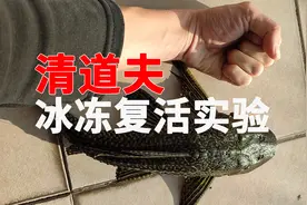 网红冰冻复活实验，对清道夫有效吗？能否复活？它死定了视频封面