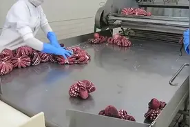 章鱼是如何保存的？实拍章鱼生产过程，看完之后你还会想吃吗？视频封面