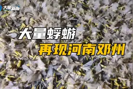 大量蜉蝣再现河南邓州，傍晚如飞雪狂舞，专家解读：不必恐慌视频封面