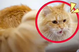 这些猫叫声会让猫找过来，播给你的猫听听吧！你的小猫会不会来？视频封面