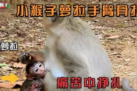 小猴子萝拉手臂骨折，它一直在痛苦中挣扎，试着清洗伤口视频封面