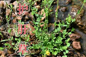 野草田基黄号称“毒蛇克星”，老人称为护肝草，农村稀缺珍贵难找视频封面