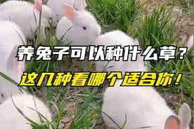 养兔子牧草哪些好？这几种多年生，有的一年割8茬，总有适合你的视频封面